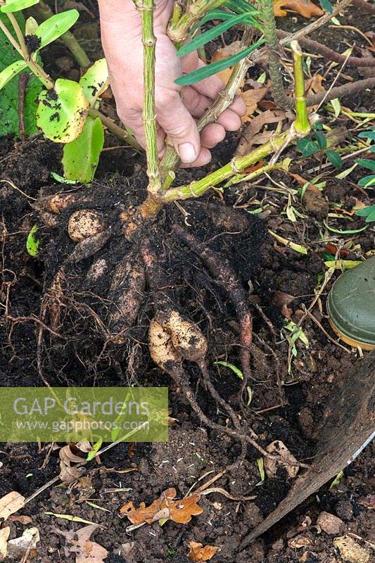 Person lifting and storing Dahlia - Digging up tuberous root system. 