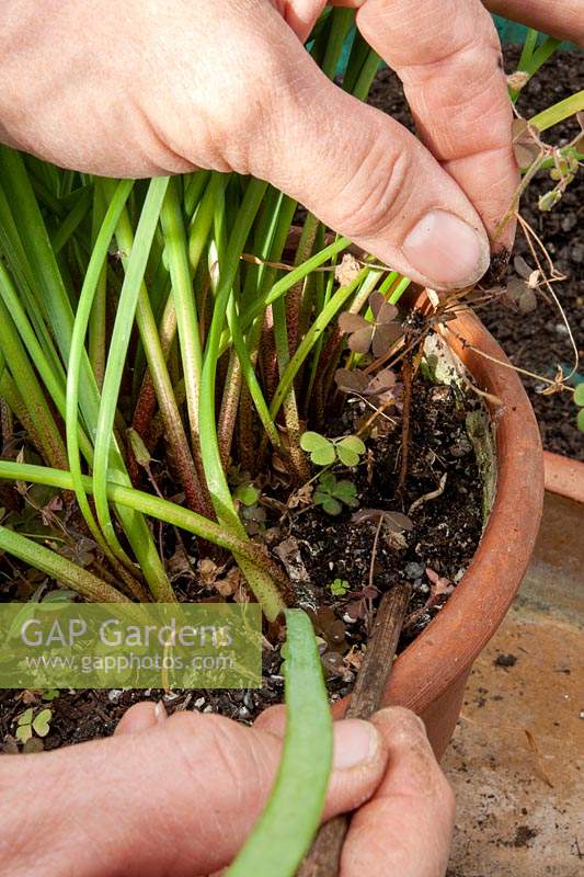 Person weeding out yellow-flowered Oxalis from a pot of Cyrtanthus mackenii var. cooperi using a slender notched stick. 