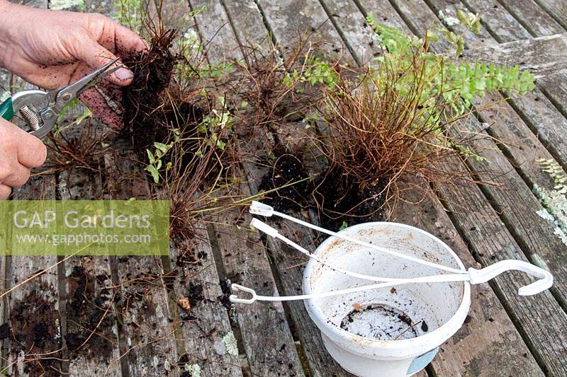 Step by Step Propagating a Nephrolepis 'Ladder Fern'