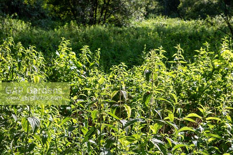 Urtica dioica - Common Stinging Nettle