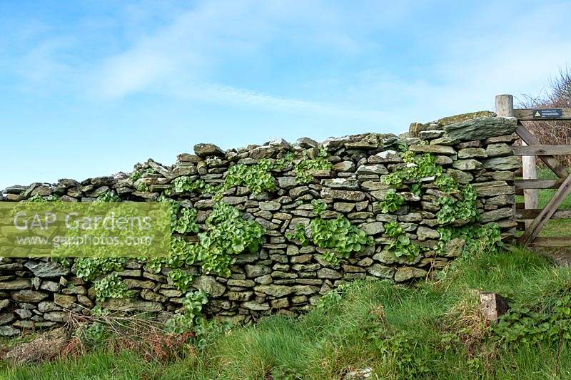 Country stone wall with Umbilicus rupestris - Navelwort growing in between cracks 