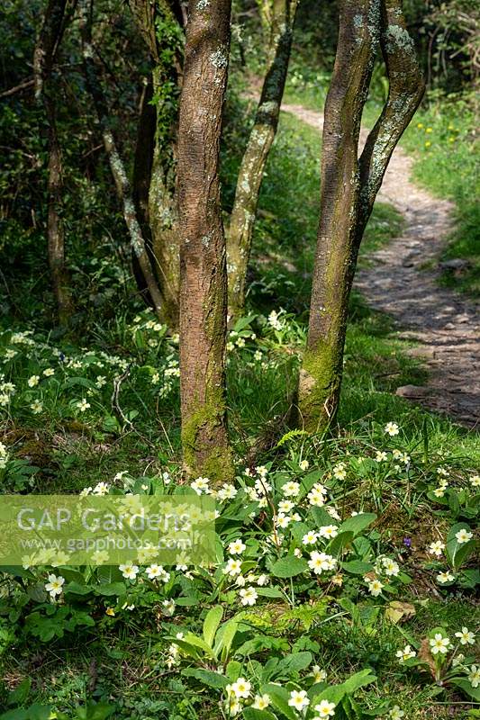 Primula vulgaris - Primrose in woodland area. 
