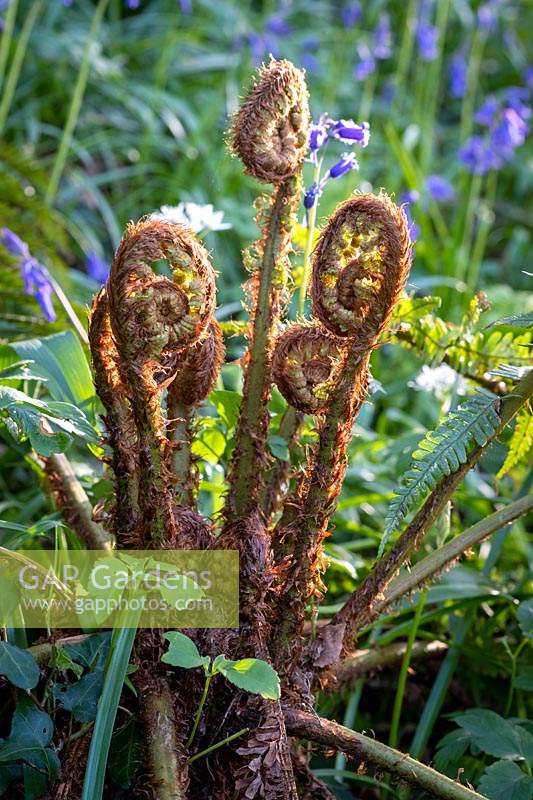 Dryopteris affinis - Scaly Male Fern
