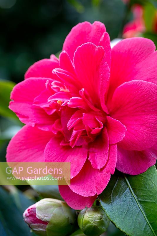 Camellia 'Althea Flora'