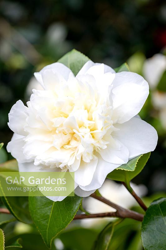 Camellia japonica 'Leonora Novick' - Camellia 'Leonora Novick'