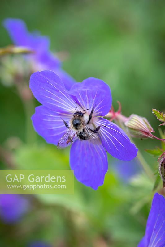 Bee on Geranium x johnsonii 'Johnson's Blue' - Cranesbill 'Johnson's Blue'