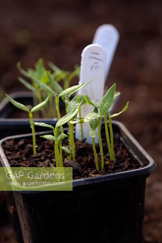 Capsicum annuum seedlings - Pepper