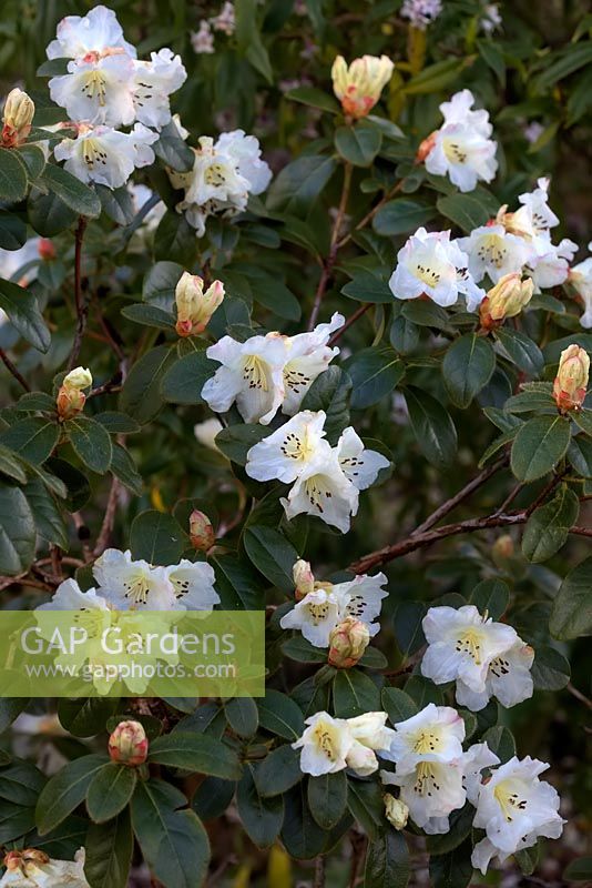 Rhododendron 'Cilpinense' 