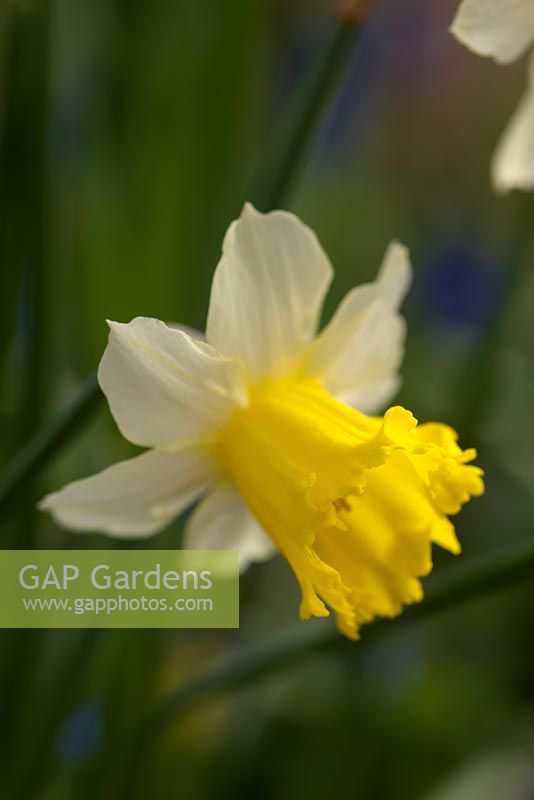 Narcissus 'Peeping Jenny' - Daffodil 'Peeping Jenny'