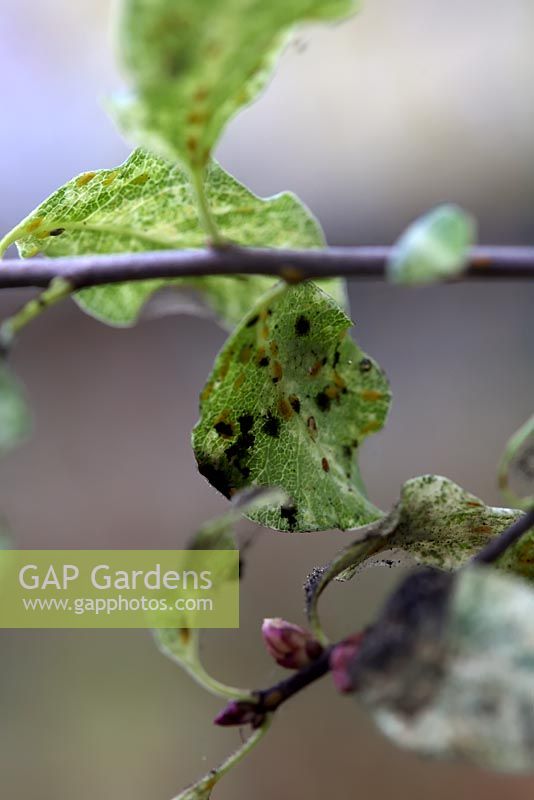 Pittosporum tenuifolium 'Irene Paterson' with a heavy infestation of green scale insects - Coccus viridis and the associated sooty mould.
