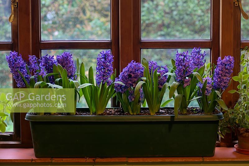 Hyacinthus orientalis 'Delft Blue' flowering on a windowsill. 