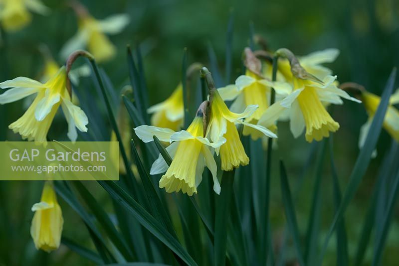 Narcissus 'W.P. Milner' - Daffodil 'W.P. Milner'
