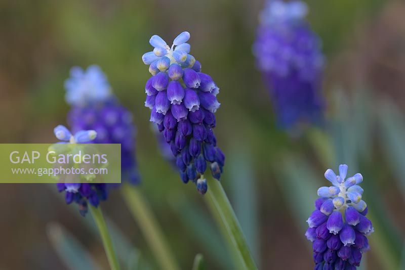Muscari 'Touch of Snow'