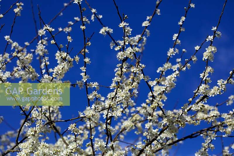 Prunus insititia 'Merryweather Damson' C against a blue sky
