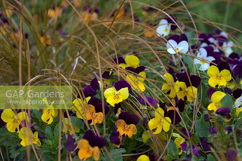 Viola 'Duet Mioxed' with Carex flagellifera in an overwintered pot planting