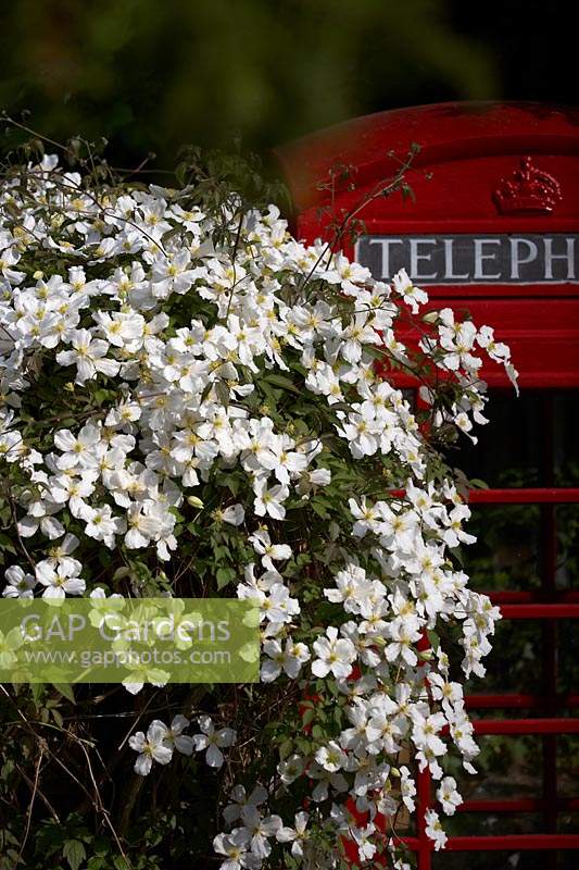 Clematis montana by old fashioned British Phone Box.