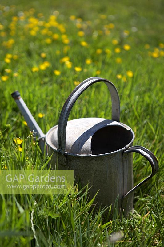 Ranunculus - Buttercups with old metal watering can.