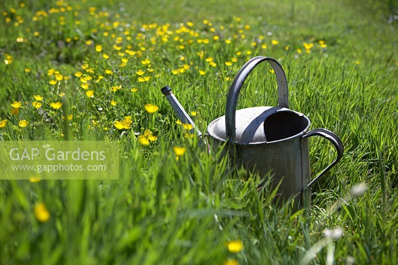 Ranunculus - Buttercups with old metal watering can.