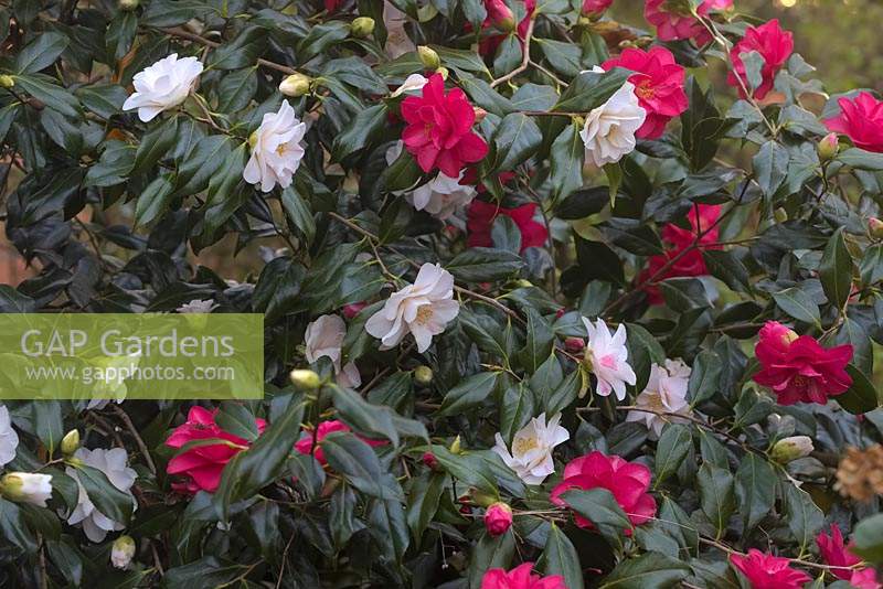 Camellia japonica 'Lady Vansittart' - red and white flowers are on a single plant