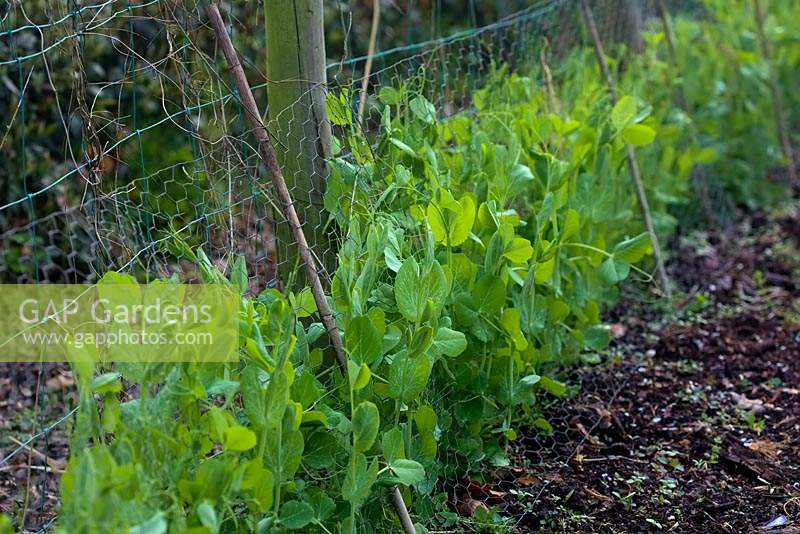 Peas - Pisum sativum growing away and with chicken wire for support and protection from birds