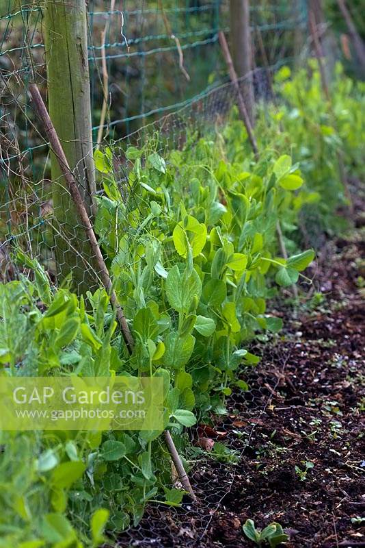 Peas - Pisum sativum growing away and with chicken wire for support and protection from birds