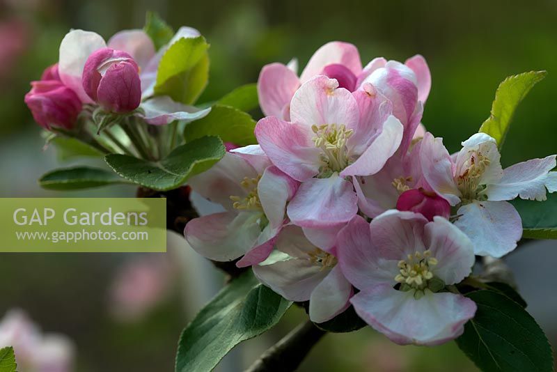 Malus domestica 'Rosemary Russet' D AGM blossom