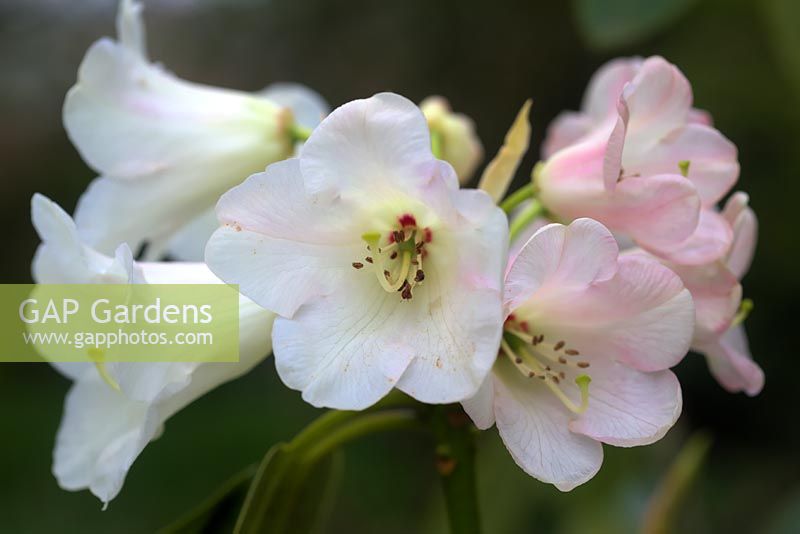 Rhododendron 'Penjerrick Cream'