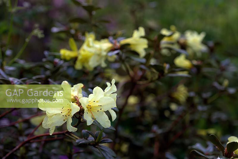 Rhododendron 'Teal'