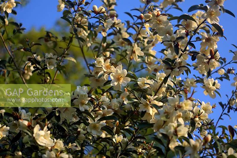 Magnolia laevifolia blossom 