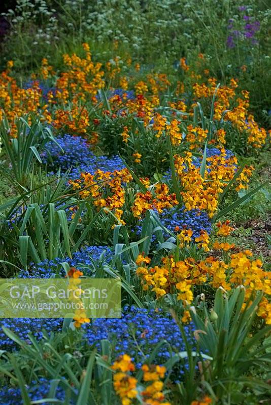 Myosotis 'Victoria Blue' with Erysimum cheiri 'Orange Bedder' Bedder Series  Wallflower