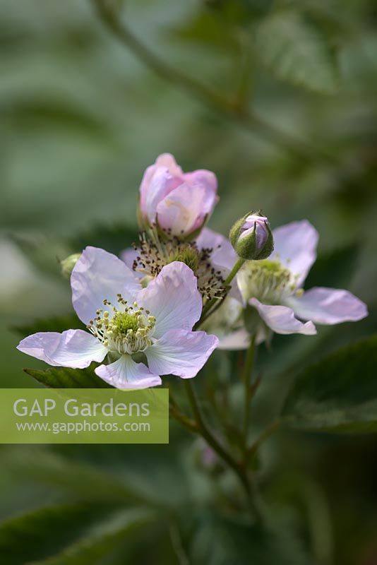 Rubus fruticosus agg. 'Reuben' - Blackberry 'Reuben'