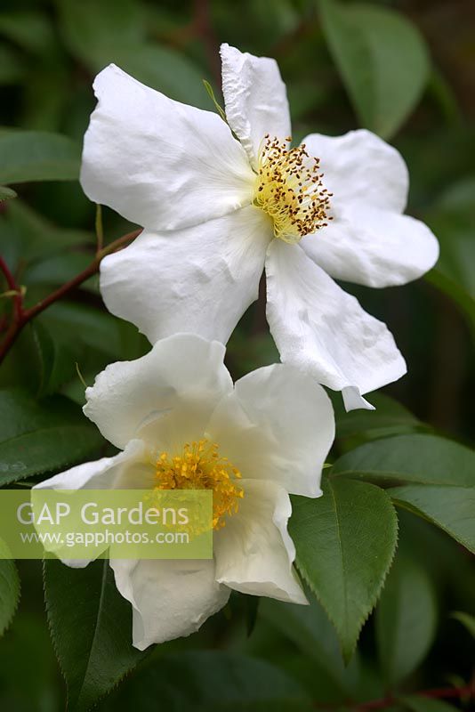 Rosa laevigata 'Cooperii' - Burmese Rose