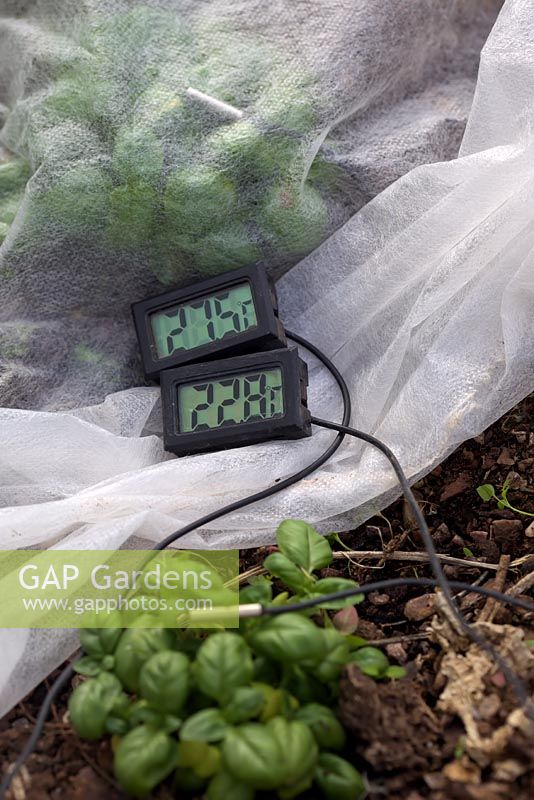Horticultural fleece gives improved growing conditions for tender plants in spring - both sensors visible - showing Ocimum basilicum 'British Basil'. 