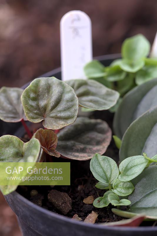 Peperomia cutting ready to be transplanted