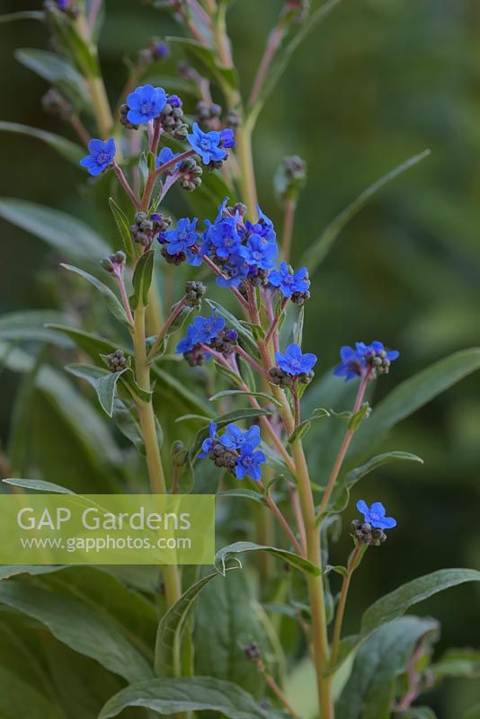Cynoglossum amabile AGM - 'Chinese Forget-me-not'