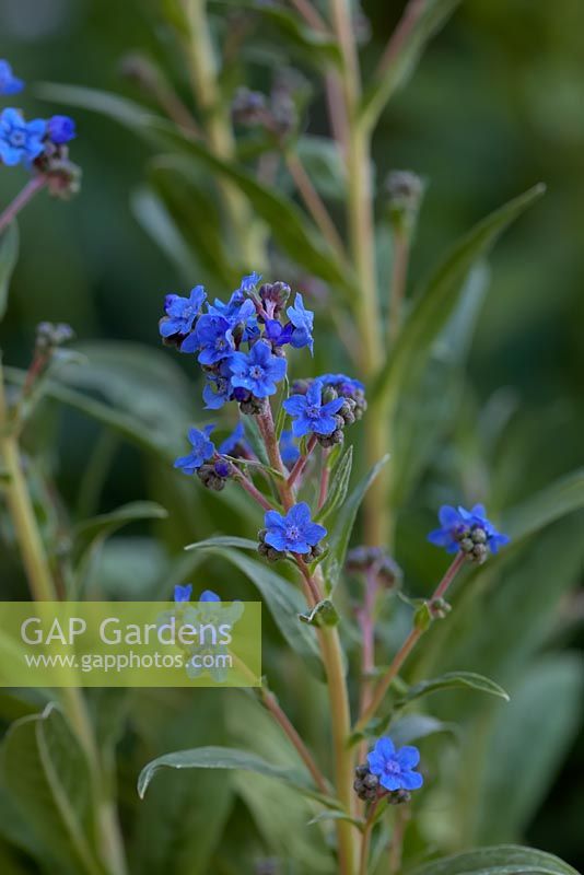 Cynoglossum amabile AGM - 'Chinese Forget-me-not'
