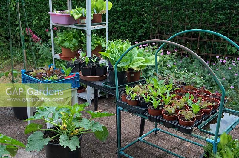 Producing home-raised salad plants with innovative container use