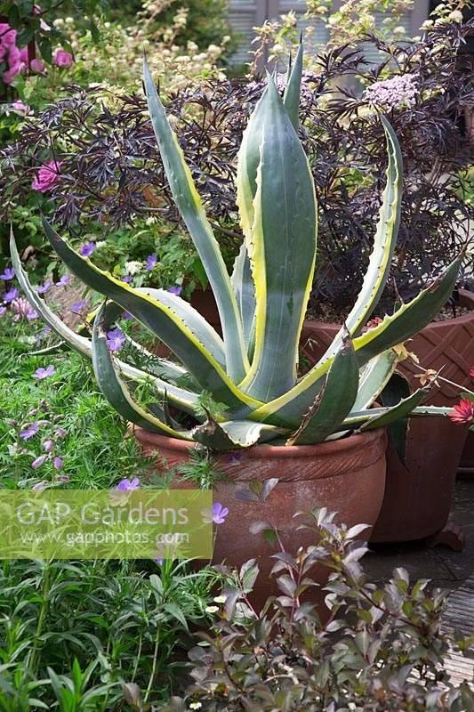 Agave americana 'Mediopicta Alba' - Century Plant  in a large terracotta pot with Geraniums and Sambucus 'Black Lace'.