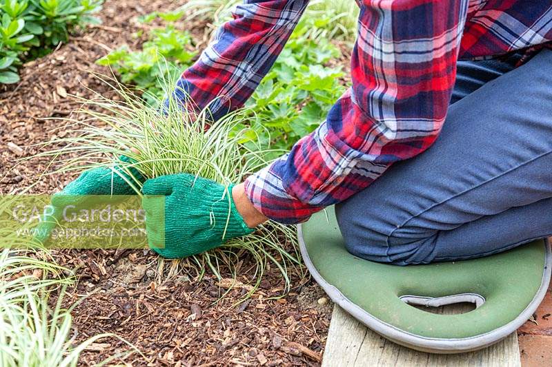 Woman adding woodchip mulch around an ornamental grass in border wearing gloves. 