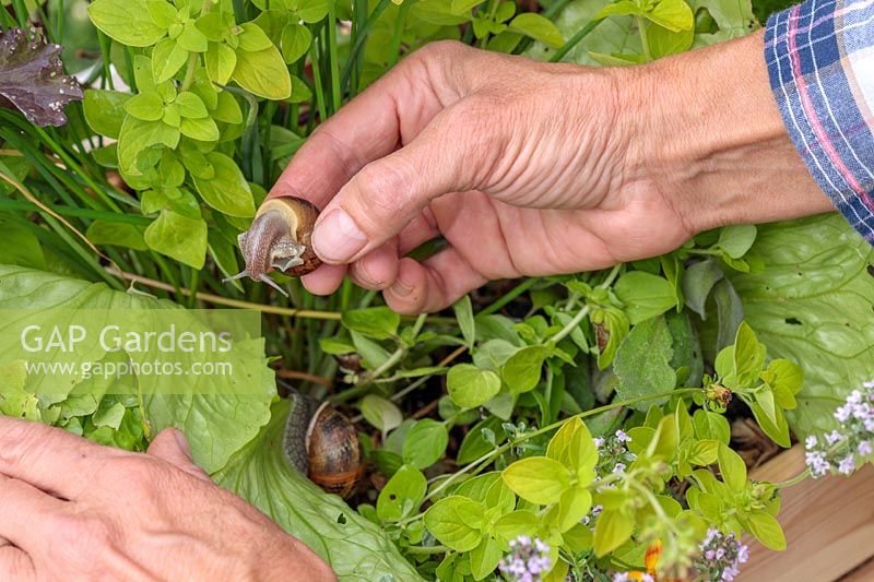 Person picking snails off lettuce. 