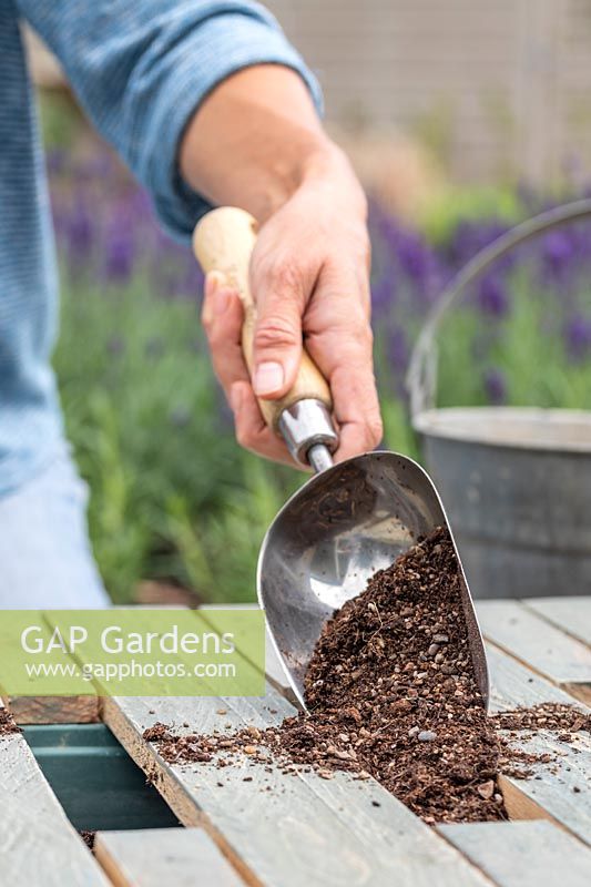 Woman using a scoop to fill up the planting trays with compost. 