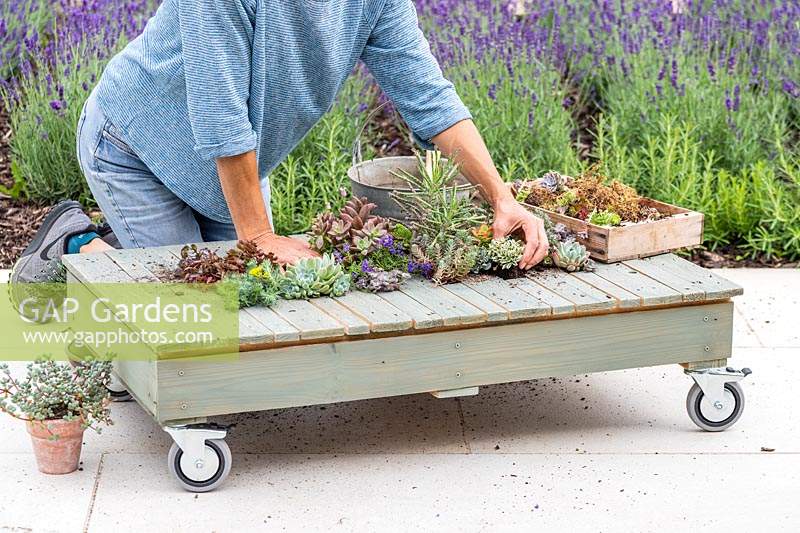 Woman planting selection of succulents and alpines in pallet table. 