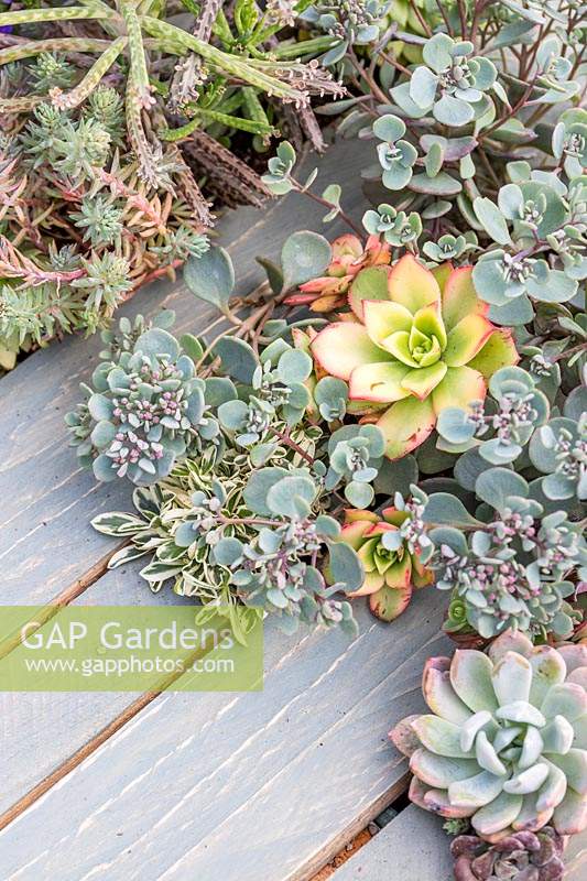 Planting in pallet table includes Sedum spurium 'Ruby Mantle' and Echeveria