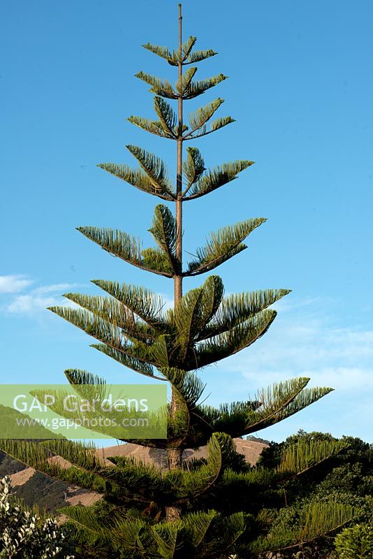 Araucaria heterophylla 'Norfolk Pine'