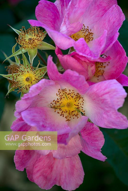 Rosa gallica 'Complicata' - Old Shrub Rose