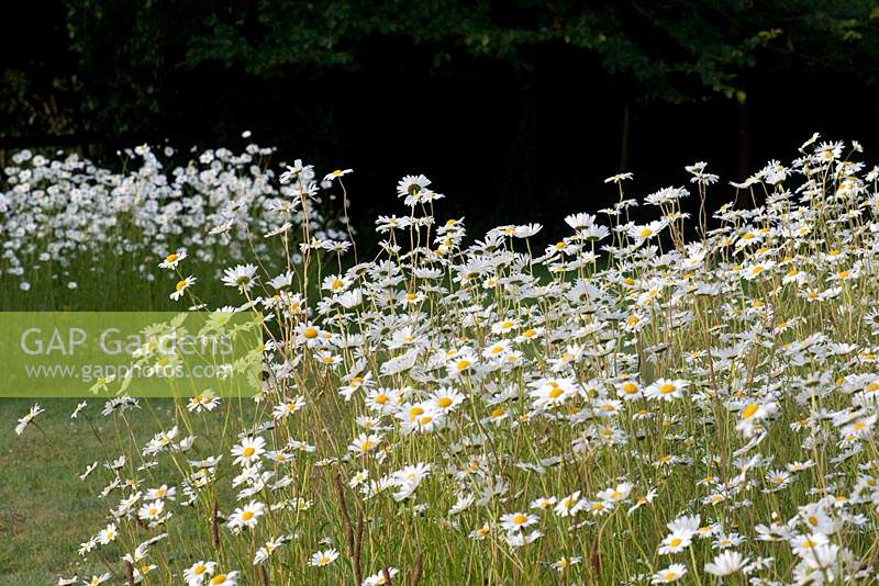 Leucanthemum vulgare - Oxeye Daisy - flowering in a wild meadow