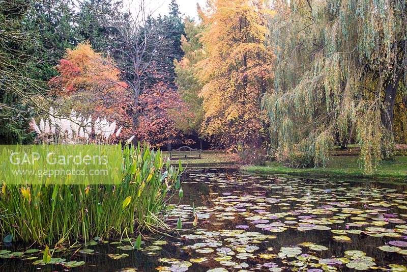 Naturalistic pond with with Nymphaea - Waterlily and other aquatic plants, beyond seating and a backdrop of trees such as Nyssa sylvatica and Salix babylonica