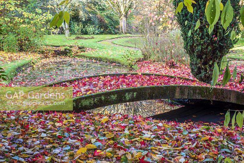 Japanese inspired low bridge over stream with fallen leaves from Liquidamber tree