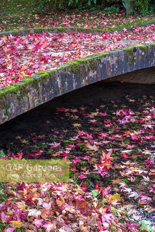 Japanese inspired low bridge over stream with fallen leaves from Liquidamber tree