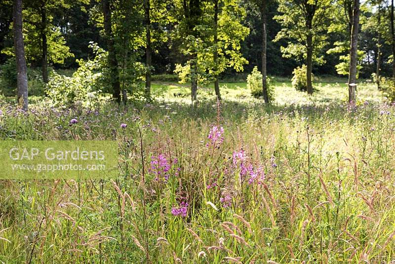 Rosebay willowherb and thistles in long grass at Lowther Castle